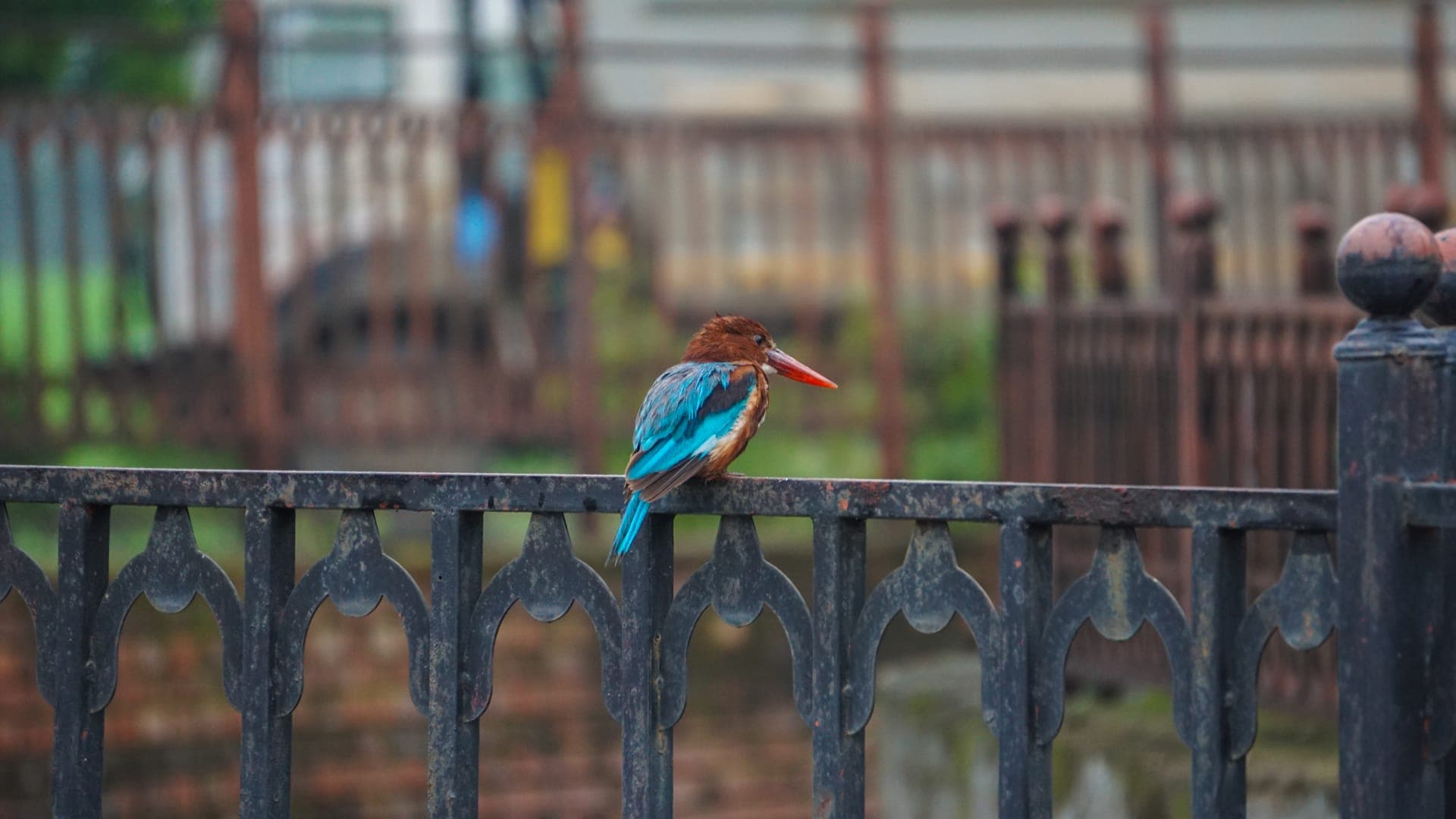 Kingfisher in flight